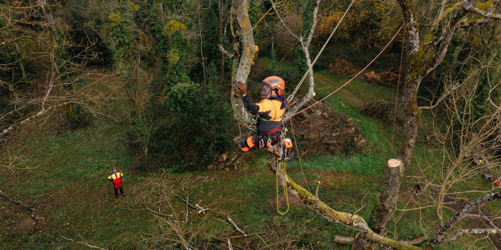 Les techniques de la taille en dormance